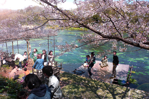 柿田川公園の桜