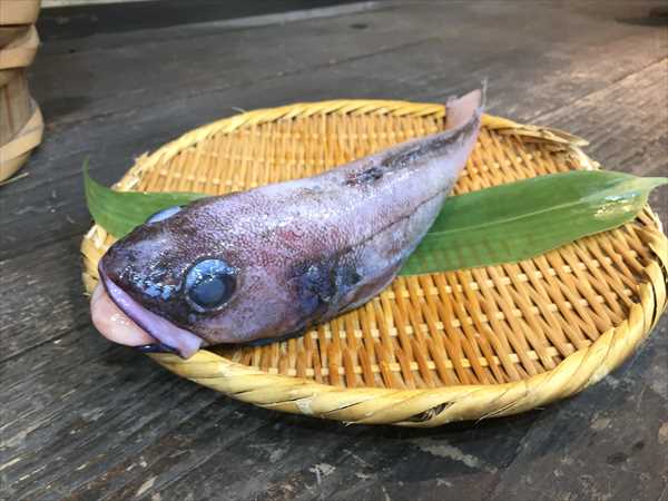 沼津港 かもめ丸 深海魚 どんこ エゾイソアイナメ